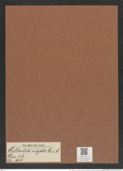 Huttonia virgata Gr. e. St. (de-Toni-Nr.: Genus 185, Species 4614) Zeichnungen Sammlung Grunow Mappe 04517 (Herbarium_W_Grunow_drawings_Folder_04517)